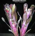 Billbergia Beadle #1590