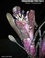 Billbergia Beadle #1590