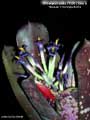 Billbergia Beadle #1590