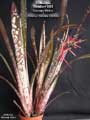 Billbergia Beadle #1593