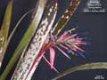 Billbergia Beadle #1593