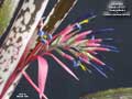 Billbergia Beadle #1593