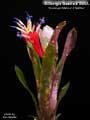 Billbergia Beadle #1596 Clone A