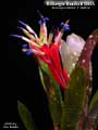 Billbergia Beadle #1596 Clone A