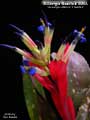 Billbergia Beadle #1596 Clone A