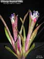Billbergia Beadle #1596 Clone B