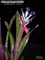 Billbergia Beadle #1596 Clone B