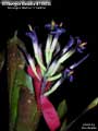 Billbergia Beadle #1596 Clone B