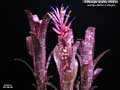 Billbergia Beadle #1601 Clone A