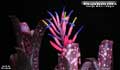 Billbergia Beadle #1601 Clone A