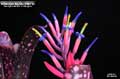 Billbergia Beadle #1601 Clone A