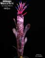 Billbergia Beadle #1601 Clone A