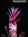 Billbergia Beadle #1601 Clone A