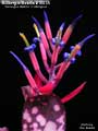 Billbergia Beadle #1601 Clone A