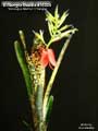 Billbergia Beadle #1602 Clone A