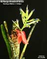 Billbergia Beadle #1602 Clone A