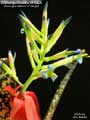 Billbergia Beadle #1602 Clone A