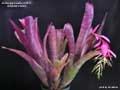 Billbergia Beadle #1613