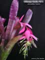 Billbergia Beadle #1613