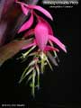 Billbergia Beadle #1613