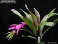 Billbergia Beadle #1635
