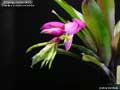 Billbergia Beadle #1635