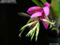 Billbergia Beadle #1635