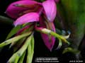 Billbergia Beadle #1635