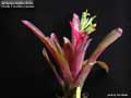 Billbergia Beadle #1636