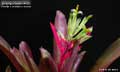 Billbergia Beadle #1636