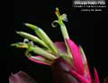 Billbergia Beadle #1636