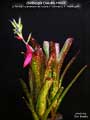 Billbergia Beadle #1663