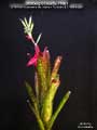 Billbergia Beadle #1663
