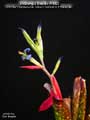 Billbergia Beadle #1663