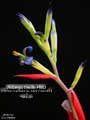 Billbergia Beadle #1663
