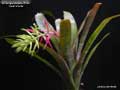 Billbergia Beadle #1687