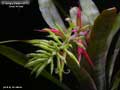 Billbergia Beadle #1687