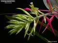 Billbergia Beadle #1687