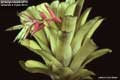 Billbergia Beadle #0720