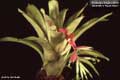 Billbergia Beadle #0720