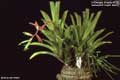 Billbergia Beadle #0720