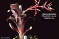 Billbergia Beadle #0942