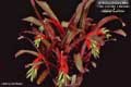 Billbergia Beadle #0942