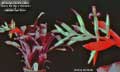 Billbergia Beadle #0942