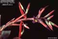 Billbergia Beadle #0942