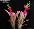 Billbergia 'Appaloosa'