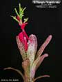 Billbergia 'Appaloosa'