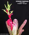 Billbergia 'Appaloosa'