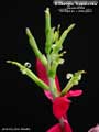 Billbergia 'Appaloosa'