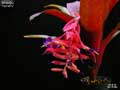 Billbergia 'Appletini'